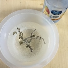 トゥルシー ホーリーバジル の炭酸水 レシピ 作り方 By サニヤスイーヨー 楽天レシピ トゥルシー ホーリーバジル の炭酸水 レシピ 作り方 By サニヤスイーヨー 楽天レシピ